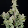 Wedding Cheesecake Auto Fem Esrar Tohumu (Fast Buds)