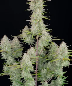 Wedding Cheesecake Auto Fem Esrar Tohumu (Fast Buds)