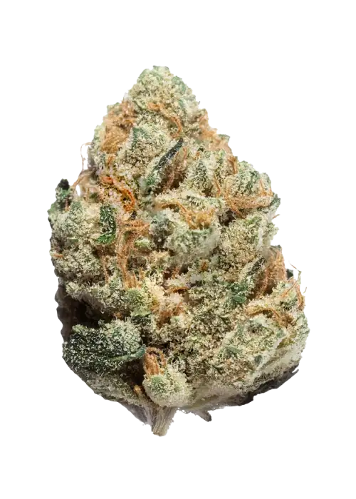 Wedding Crasher, vanilya-üzüm aromalı, yüksek THC'li Indica baskın bir türdür. Stres ve depresyonu azaltmaya yardımcı olabilir. Özelliklerini keşfedin.