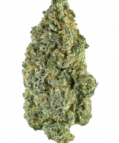 Wedding Gelato, meyvemsi aroması ve yüksek THC içeriğiyle bilinen Indica baskın bir türdür. Depresyon ve anksiyeteye iyi gelir. Özelliklerini keşfedin.