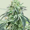 Wedding Gelato Feminized Esrar Tohumu (Royal Queen Seeds)