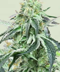 Wedding Gelato Feminized Esrar Tohumu (Royal Queen Seeds)