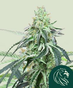 Wedding Gelato Feminized Esrar Tohumu (Royal Queen Seeds)