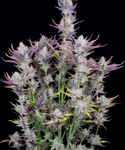 Wedding Glue Auto Fem Esrar Tohumu (Fast Buds)