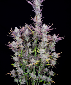 Wedding Glue Auto Fem Esrar Tohumu (Fast Buds)