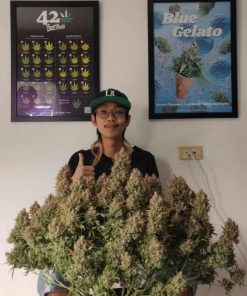 Wedding Glue Auto Fem Esrar Tohumu (Fast Buds)