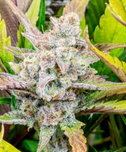 Wedding Glue Auto Fem Esrar Tohumu (Fast Buds)