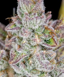 Wedding Glue Auto Fem Esrar Tohumu (Fast Buds)