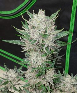 Wedding Glue Auto Fem Esrar Tohumu (Fast Buds)