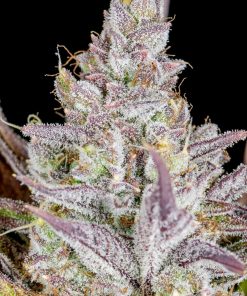 Wedding Glue Auto Fem Esrar Tohumu (Fast Buds)