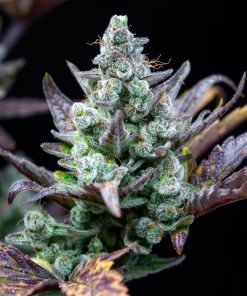 Wedding Glue Auto Fem Esrar Tohumu (Fast Buds)