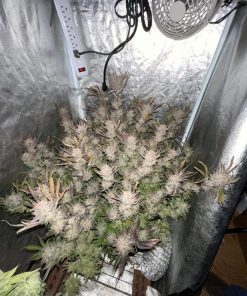Wedding Glue Auto Fem Esrar Tohumu (Fast Buds)