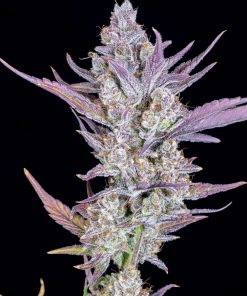 Wedding Glue Auto Fem Esrar Tohumu (Fast Buds)