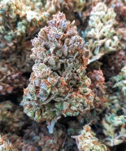 Wedding Glue Auto Fem Esrar Tohumu (Fast Buds)