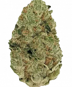 Wedding Pie, tatlı üzüm aroması ve rahatlatıcı etkileriyle bilinen Indica dominant bir türdür. Yüksek verim potansiyelini keşfedin ve özelliklerini görüntüleyin.