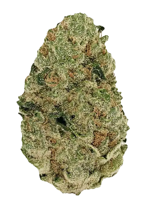 Wedding Pie, tatlı üzüm aroması ve rahatlatıcı etkileriyle bilinen Indica dominant bir türdür. Yüksek verim potansiyelini keşfedin ve özelliklerini görüntüleyin.