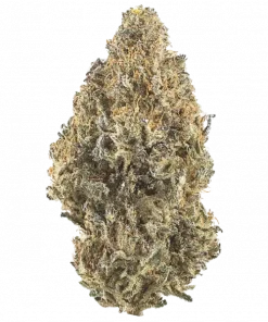 Wedding Sunset, tatlı böğürtlen aromalı ve dengeli yapısıyla öne çıkan indica dominant bir türdür. Ağrı ve stresi azaltan etkilerini keşfedin.