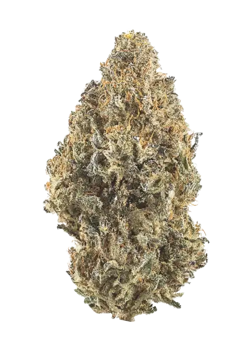 Wedding Sunset, tatlı böğürtlen aromalı ve dengeli yapısıyla öne çıkan indica dominant bir türdür. Ağrı ve stresi azaltan etkilerini keşfedin.