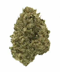 Wembley Fast, tatlı meyve aromaları ve rahatlatıcı etkileriyle bilinen Indica dominant bir türdür. Kısa sürede çiçeklenir. Tüm özelliklerini keşfedin.