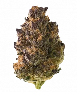 Wembley x Mendocino, tatlı meyve aromaları ve rahatlatıcı etkileriyle öne çıkan Indica dominant bir türdür. Uykusuzluk için ideal. Genetik yapısını keşfedin.