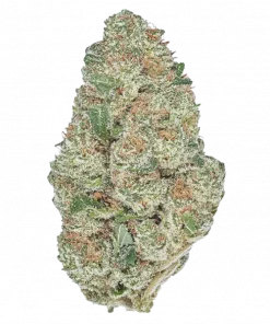 West Coast O.G. Auto, tatlı narenciye aroması ve THC içeriğiyle öne çıkan Indica baskın bir türdür. Dengeli etkilerini keşfedin ve detaylıca görüntüleyin.