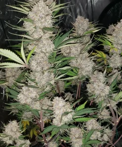 West Coast O.G. Auto Fem Esrar Tohumu (Fast Buds)