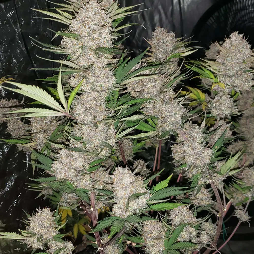 West Coast O.G. Auto Fem Esrar Tohumu (Fast Buds)