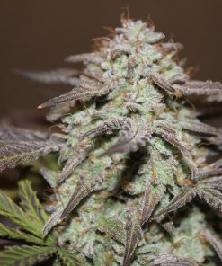 West Coast O.G. Auto Fem Esrar Tohumu (Fast Buds)