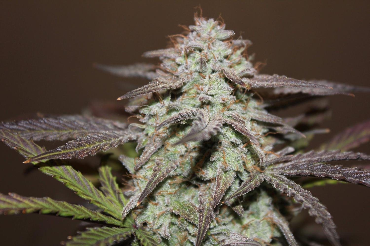 West Coast O.G. Auto Fem Esrar Tohumu (Fast Buds)