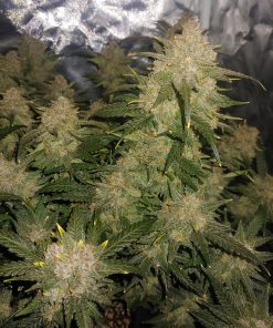 West Coast O.G. Auto Fem Esrar Tohumu (Fast Buds)