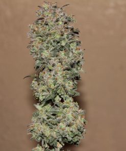 West Coast O.G. Auto Fem Esrar Tohumu (Fast Buds)