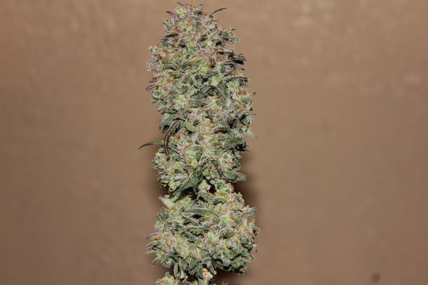 West Coast O.G. Auto Fem Esrar Tohumu (Fast Buds)