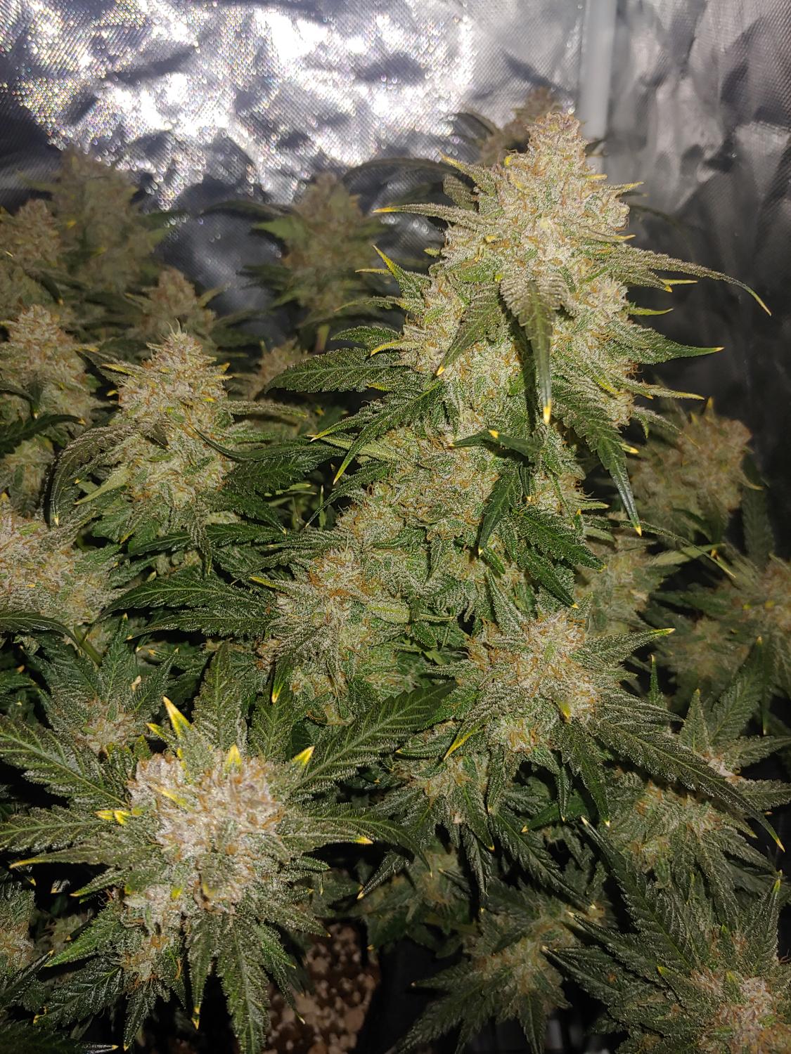 West Coast O.G. Auto Fem Esrar Tohumu (Fast Buds)