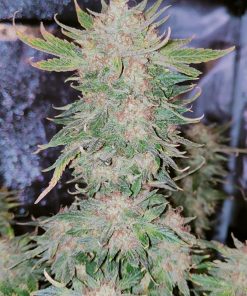 West Coast O.G. Auto Fem Esrar Tohumu (Fast Buds)