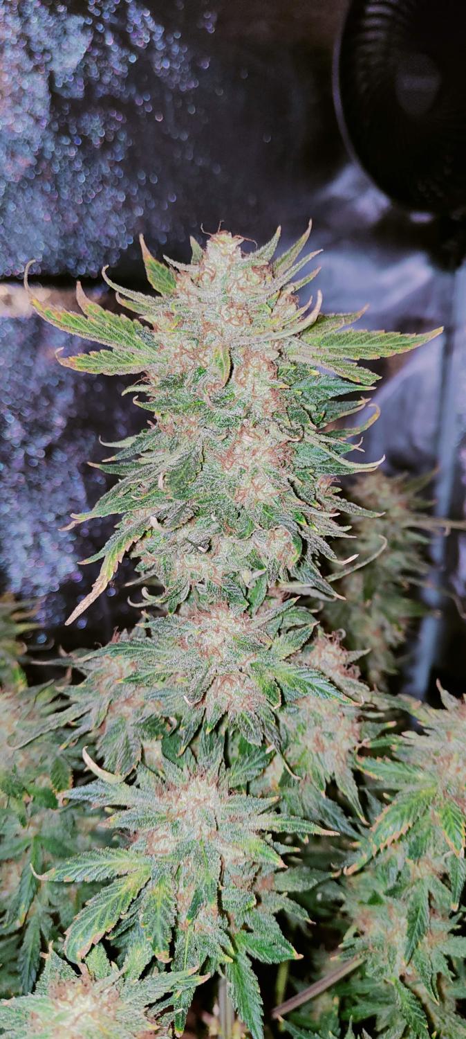West Coast O.G. Auto Fem Esrar Tohumu (Fast Buds)
