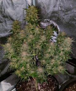 West Coast O.G. Auto Fem Esrar Tohumu (Fast Buds)
