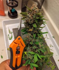 West Coast O.G. Auto Fem Esrar Tohumu (Fast Buds)