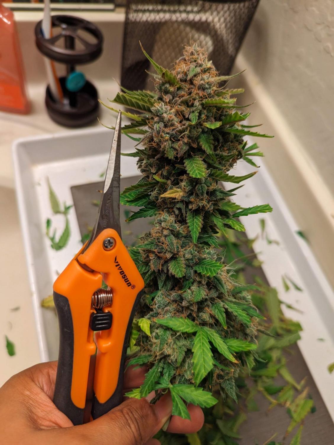 West Coast O.G. Auto Fem Esrar Tohumu (Fast Buds)