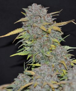 West Coast O.G. Auto Fem Esrar Tohumu (Fast Buds)