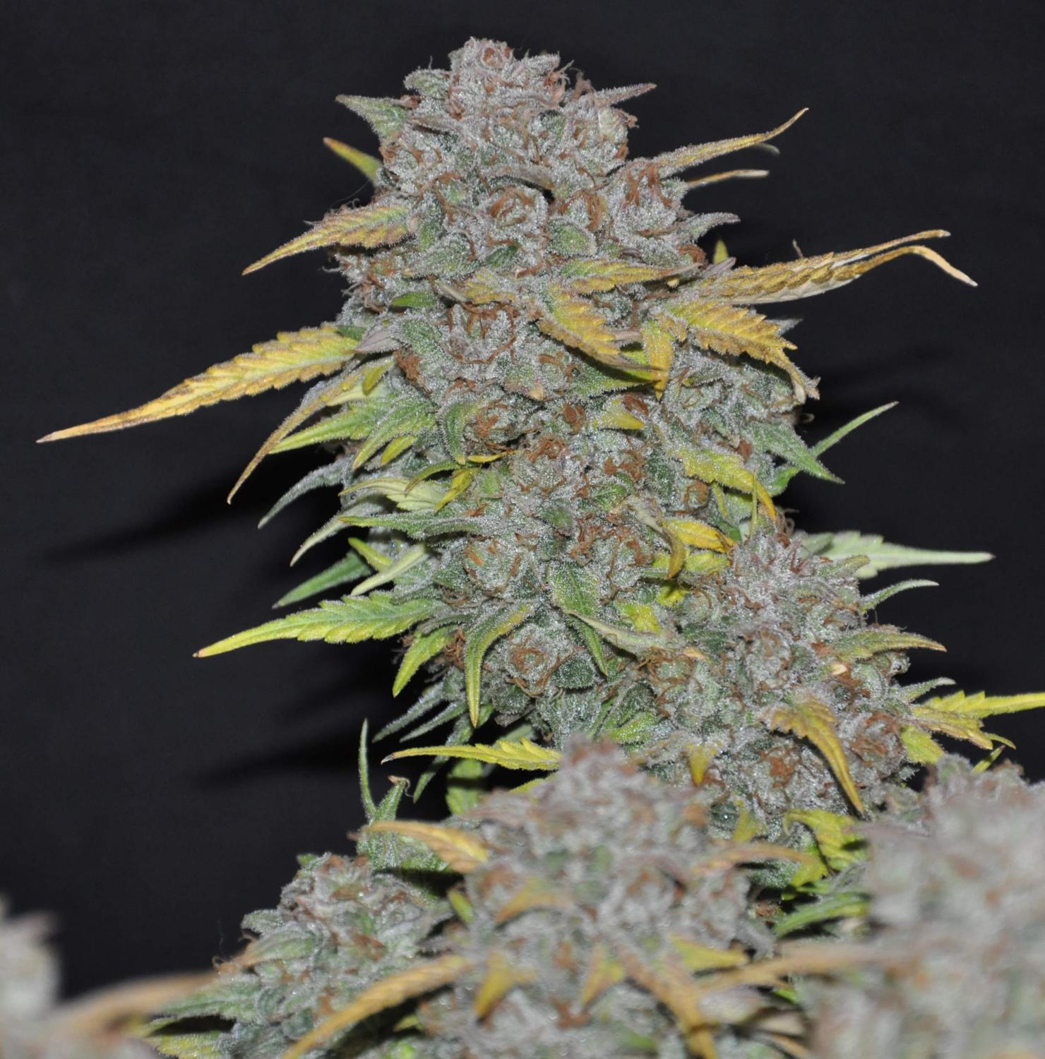 West Coast O.G. Auto Fem Esrar Tohumu (Fast Buds)