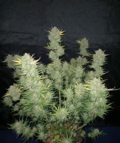 West Coast O.G. Auto Fem Esrar Tohumu (Fast Buds)