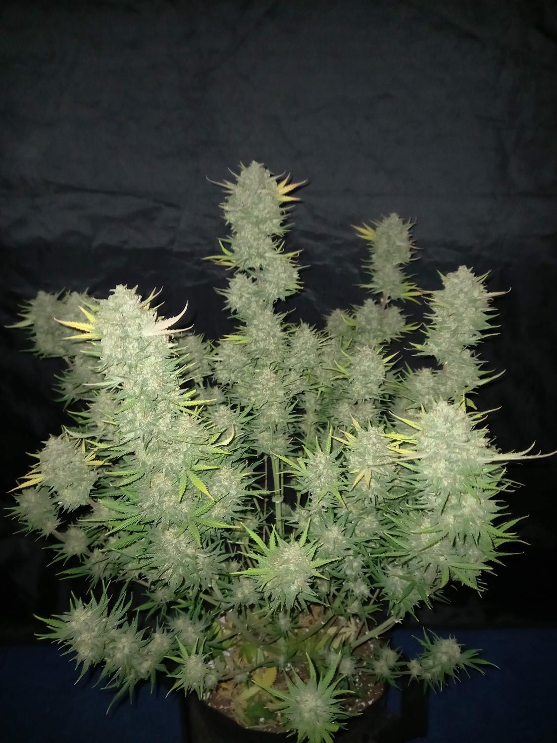 West Coast O.G. Auto Fem Esrar Tohumu (Fast Buds)