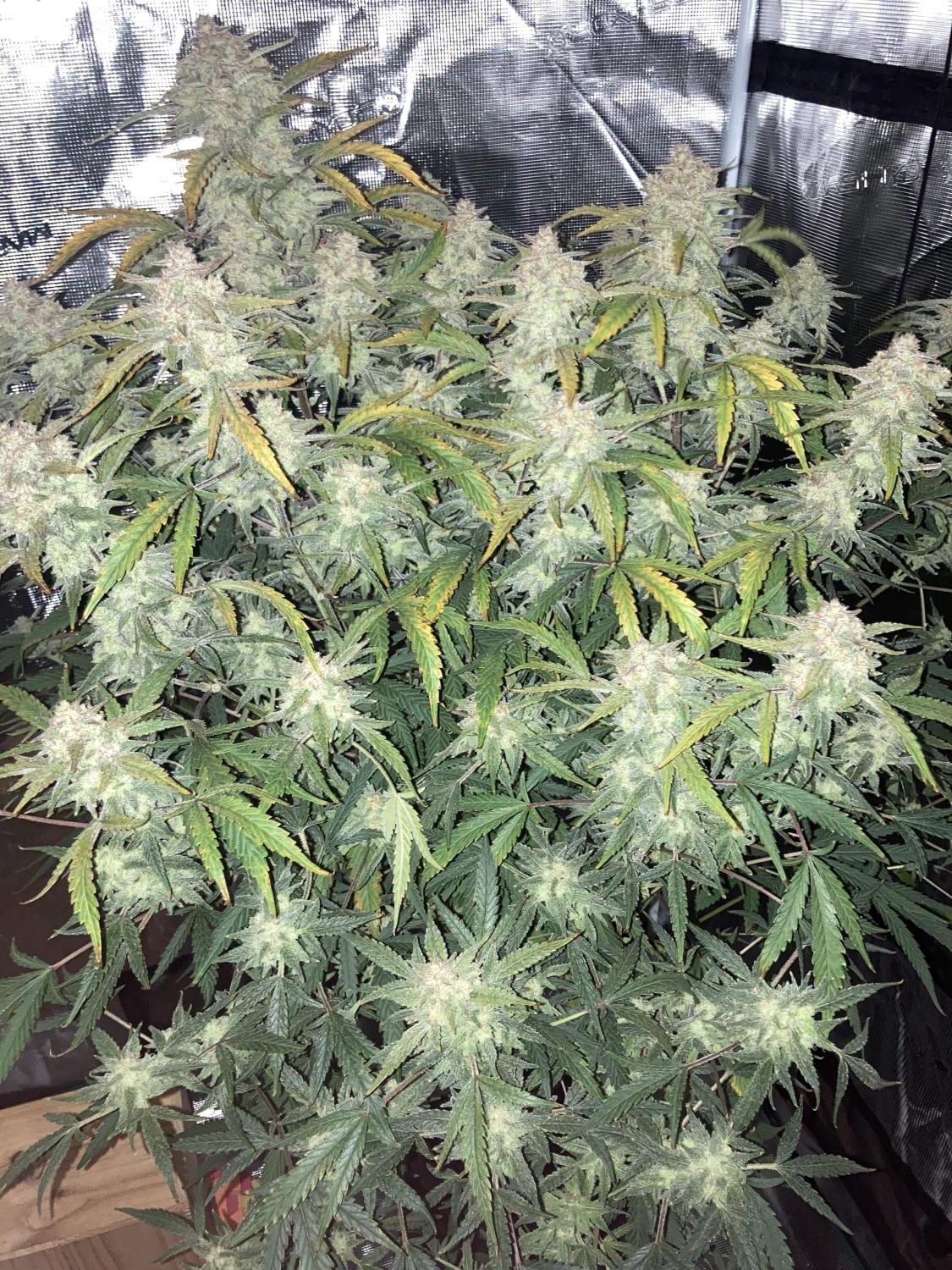 West Coast O.G. Auto Fem Esrar Tohumu (Fast Buds)