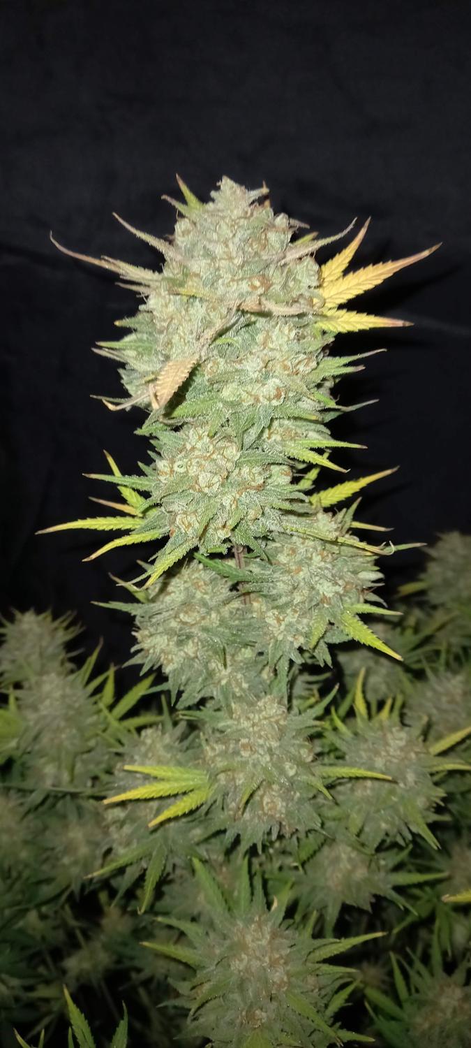 West Coast O.G. Auto Fem Esrar Tohumu (Fast Buds)