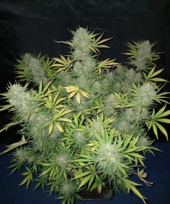 West Coast O.G. Auto Fem Esrar Tohumu (Fast Buds)