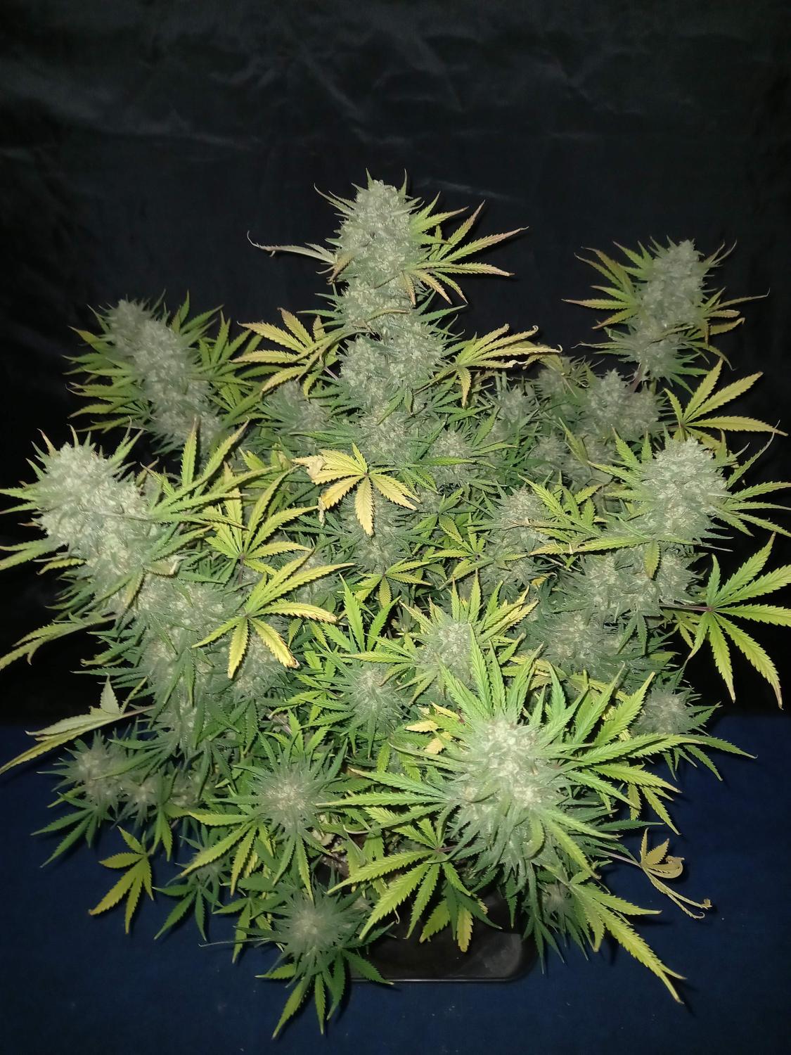 West Coast O.G. Auto Fem Esrar Tohumu (Fast Buds)