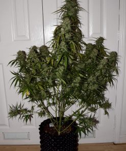 West Coast O.G. Auto Fem Esrar Tohumu (Fast Buds)