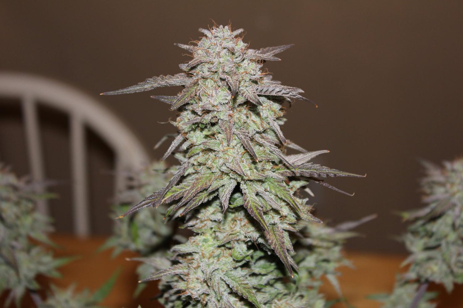 West Coast O.G. Auto Fem Esrar Tohumu (Fast Buds)