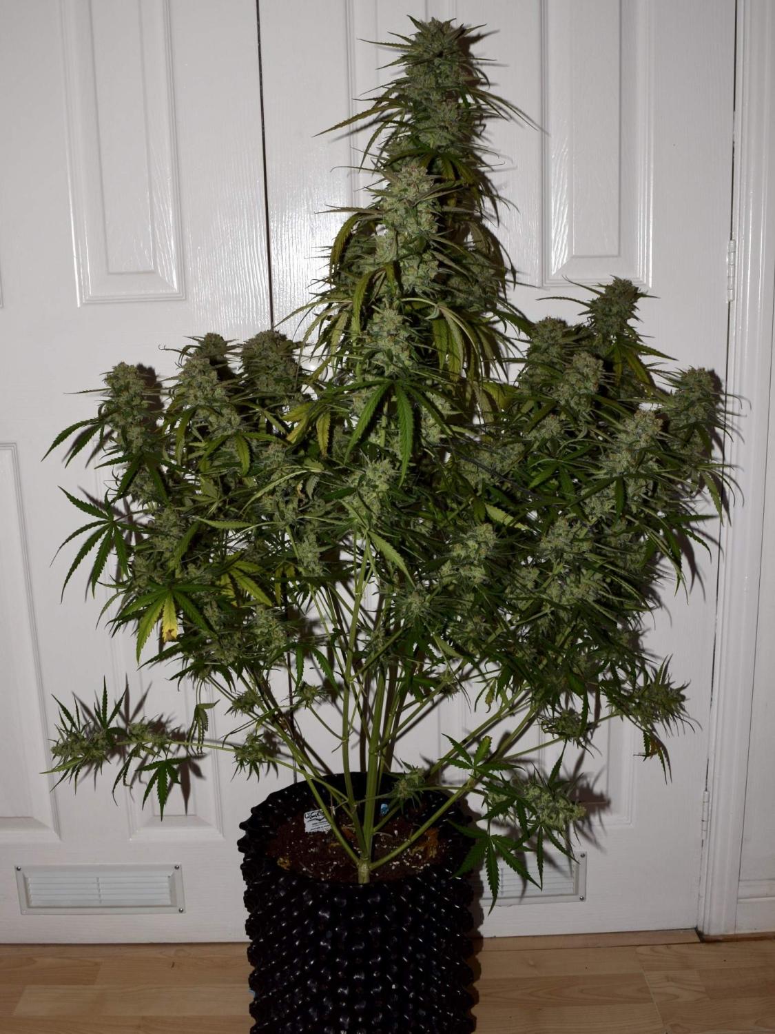 West Coast O.G. Auto Fem Esrar Tohumu (Fast Buds)