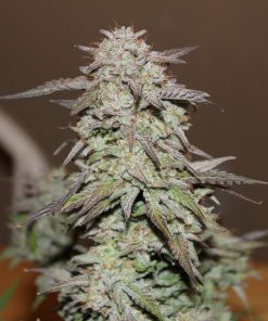 West Coast O.G. Auto Fem Esrar Tohumu (Fast Buds)